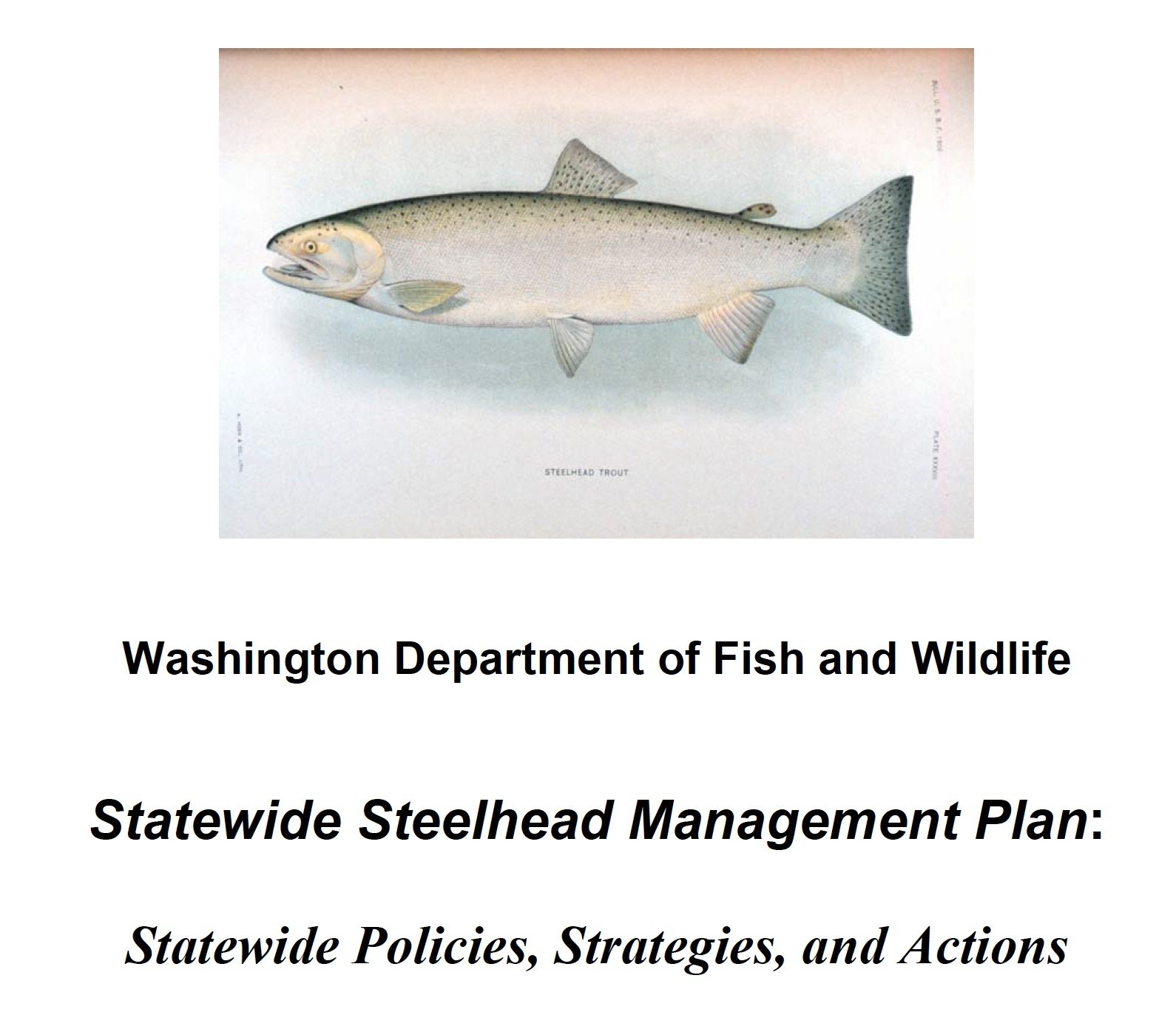 2008 Washington Department of Fish and Wildlife Statewide Steelhead Management Plan — Wild